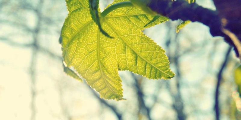 从包装箱到生态缸:雷龙鱼开缸养水全流程,揭秘工业塑料箱的跨界妙用