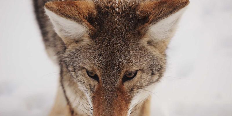 雷龙箱与定制纸箱:破解危险品国际运输的认证密码与规范全攻略